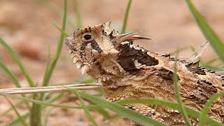 Texas Horned Lizard The Legend of Old RIP [upl. by Erlewine]