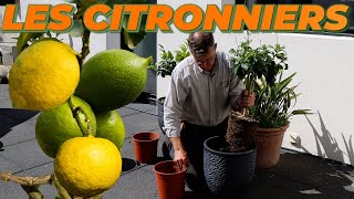 COMMENT BIEN RÉUSSIR LA PLANTATION DE CITRONNIERS  Que Faire Dans Mon Jardin  Semaine 19 [upl. by Tremayne]