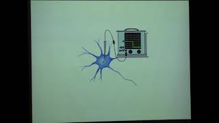 Resting Potentials and Action Potentials [upl. by Anitirhc486]