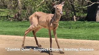 Farmer frightened Zombie Deer Illinois whitetail buck diseased Suspect chronic wasting disease [upl. by Schreibman319]