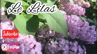 Le Lilas infusion gelée macérât huileux beignets Fleurs comestibles [upl. by Aicilra]