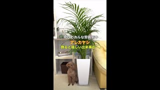 トロピカルな雰囲気のアレカヤシ！お部屋やオフィスに飾ると嬉しい出来事が・・！｜観葉植物 Areca palm｜Dypsis lutescens ｜ブルーミングスケープ Shorts [upl. by Ahtiekahs]