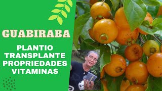 GUABIRABA Transplante de mudas propriedades e vitaminas [upl. by Seabrooke]