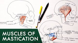 Muscles of Mastication  Anatomy Tutorial [upl. by Kamin]