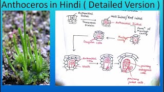 Anthoceros in Hindi  Detailed Version   For BSc and MSc  ALL ABOUT BIOLOGY  BY JYOTI VERMA [upl. by Anawek]