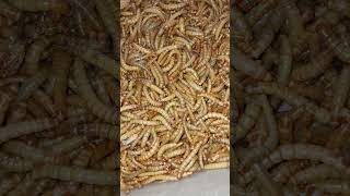 Mealworm mealwormfarming insects mealworms birdfeed birdfood food Mealwormfarming007 [upl. by Lyrahc]