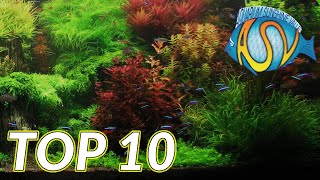 Aquariumplanten Deze TOP 10 aquariumplanten wil je gezien hebben  Aquarium Sunshine Valley [upl. by Ruttger]