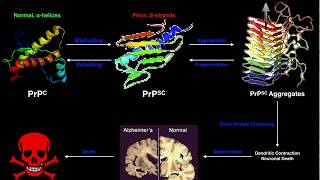 Prions  The General Mechanism of Prion Formation and Disease [upl. by Tevlev913]