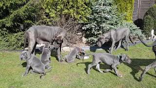 Great Dane Blue  Litter  N O P  16 puppies [upl. by Micheline]