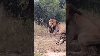 lion vs hyena wildlife wildanimals jungle junglesafari forest deer deerhunting tiger c [upl. by Binny]