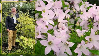 CAMPANULES  VIVACES BLEUES BLANCHES OU ROSES POUR TOUS LES JARDINS… Le Quotidien du Jardin N°274 [upl. by Crean]