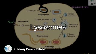 Lysosomes Biology Lecture  Sabaqpk [upl. by Alvira846]