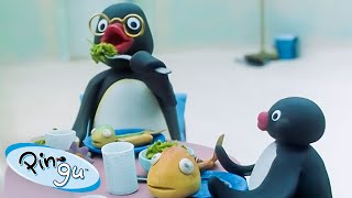 Pingus Family 🐧  Pingu  Official Channel  Cartoons For Kids [upl. by Ecnahc]