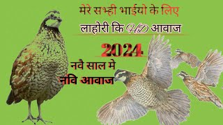 लाहोरी कि HD आवाज 2024 [upl. by Acemaj]