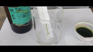 chromatography of Spinach  Class 11 Biology Practical Class 12 Chemistry Practical [upl. by Kalfas]