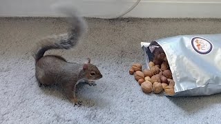 Squirrels reaction to finding the nut stash [upl. by Arron]