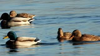 Mallard Duck Anas platyrhynchos [upl. by Leacock]