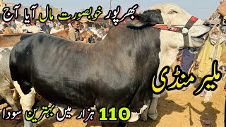 Malir Mandi Karachi Cattle Rates Update  28 February 2024  Cow Mandi 2024 [upl. by Claudy296]