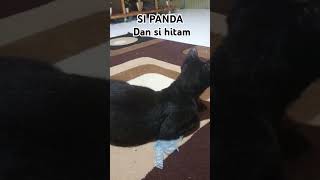 PANDACAT dan si hitam idola nya🥰 [upl. by Geibel]