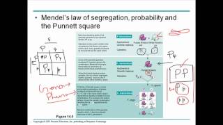 Mendelian genetics 2 [upl. by Bart]