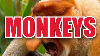 Junky Jankers Top 10 Monkey Moments But its Only the Intro Montage [upl. by Aremat]