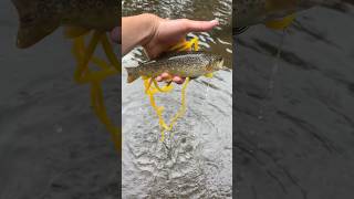 Creek fishing for trout in upstate NY trout fishing ultralight roostertail fall naturelover [upl. by Collyer481]