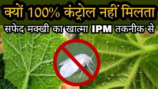 Whitefly Control  सफेद मक्खी का जैविक और रासायनिक कंट्रोल  by PC Verma [upl. by Enileuqkcaj823]