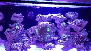 Innovative Marine Nuvo Fusion Pro 20 AIO Aquarium 4152021 update [upl. by Lahcar]