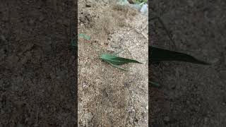 Grasshopper trying to fly after injury 🤕🩸🦗🦗🦗nature insects grasshopper gardening [upl. by Sands105]