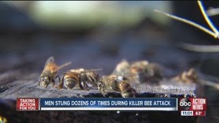 Two hospitalized after attack from a swarm of Africanized Killer Bees [upl. by Monro575]