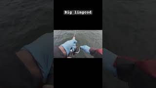 Fishing at Westport WA fishing pnw fish lingcod washington [upl. by Ahsinehs]