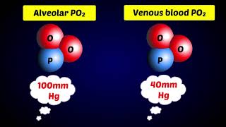 Alveoli  Gas Exchange [upl. by Tommi]