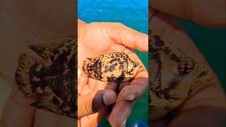 Tripletail Lobotes surinamensis🐟😱🐟Tripletailfishingkorea amazingnature viral sea swimming [upl. by Andrade]