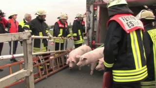 Schweinetransporter umgekippt Bis zu 100 Tiere tot [upl. by Bettine]