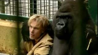 Gorilla Gorilla  Damian Aspinall amp Kifu at Howletts Wild Animal Park Kent [upl. by Eirehs643]