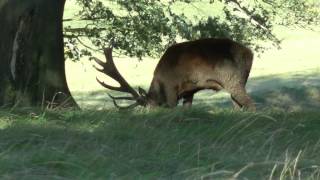 Red and Fallow Deer at Woburn Abbey Deer Park  October 2012 [upl. by Addiego497]