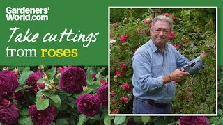 Grow roses from cuttings for free rose plants  Alan Titchmarsh [upl. by Heinrik]