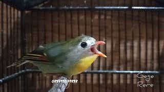 Burung Pekin Robin Betina [upl. by Brigham619]