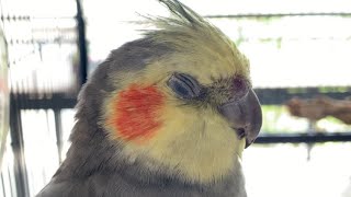 Birdie Beak Grind ASMR [upl. by Salman309]