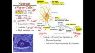 Chapter 11 Lecture A Histology of Nervous Tissue [upl. by Ynottirb722]