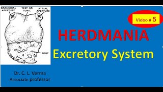 Excretory system of Herdmania [upl. by Ingvar459]