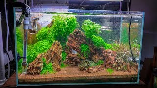 TOP 5 EASY CARPETING AQUARIUM PLANTS [upl. by Maybelle194]