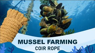 MUSSEL FARMING COIR ROPE 2024 [upl. by Dode]