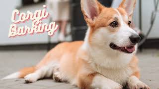 Corgi Barking 30s dog barking sound to make your dog bark [upl. by Dinnage288]