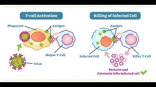 Mitochondrial dysfunction in Tcells and the impact on health and healing from cancer or infection [upl. by Eniawd539]