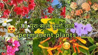 Top 10 Permanent Flowering Plants in India  Perennial Flowering Plants With Names  फूलों के पौधे [upl. by Alil]