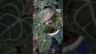 Anthurium Clarinervium anthurium alocasia aesthetic plants live garden shorts trending fyp [upl. by Nonek]