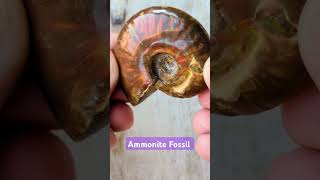 Ammonites Fossils ammonites fossils crystals [upl. by Trenna]