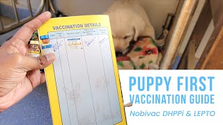 Puppy First Vaccination Guide  Dog Vaccine Price in India  Nobivac Vaccine [upl. by Aisirtap]