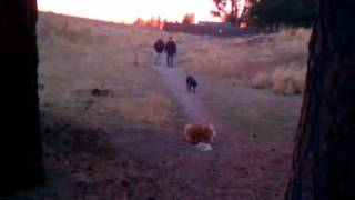 Leonberger sneak attack at sunset [upl. by Malory]